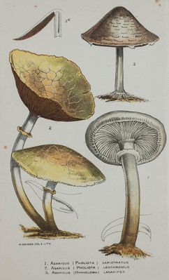 2069
<br/>
Handbook of british fungi, with full Descriptions of all the Species, and Illustrations of the Genera.
<br/>
<em></em>
